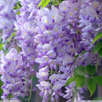 Glicină Wisteria ''Summer Cascade''