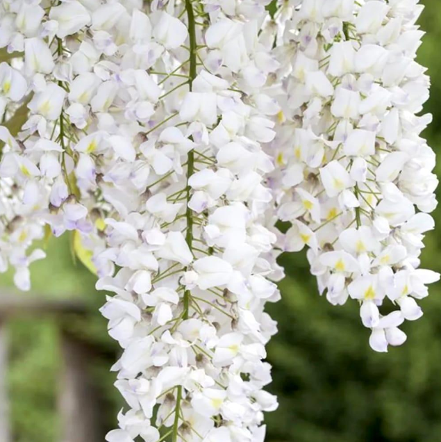 Glicină Wisteria ''Shiro-Kapitan''