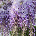 Glicină Wisteria ''Lavender Falls''
