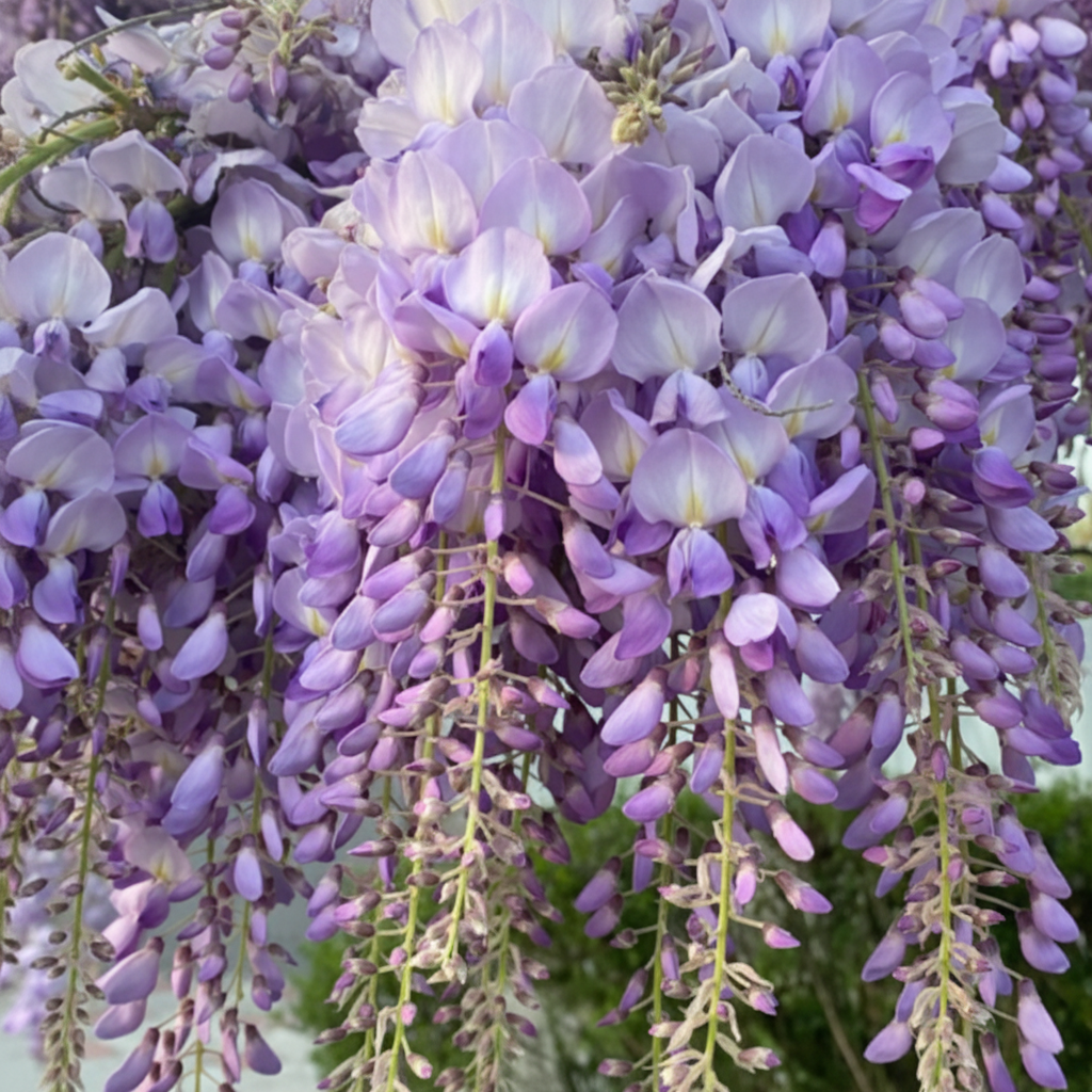 Glicină Wisteria ''Lavender Falls''
