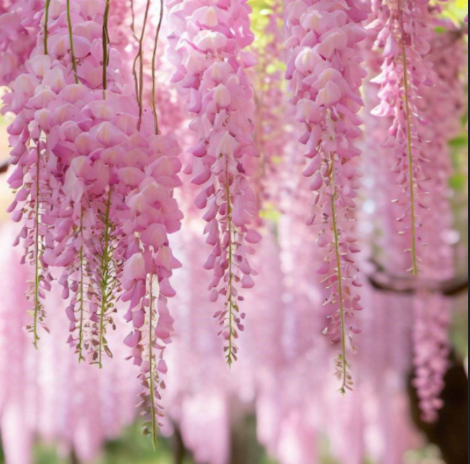 Glicină Wisteria Roz