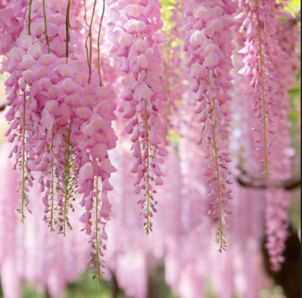 Glicină Wisteria Roz