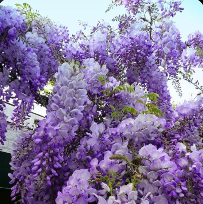 Glicină Wisteria Mov