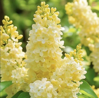 Liliac Syringa Vulgaris "Yellow"