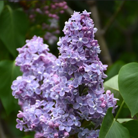 Liliac Syringa Vulgaris "President Grevy"