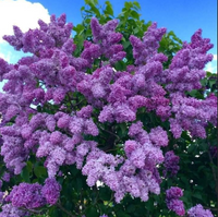 Liliac Syringa Vulgaris "President Grevy"