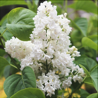 Liliac Syringa Vulgaris "Madame Lemoine"