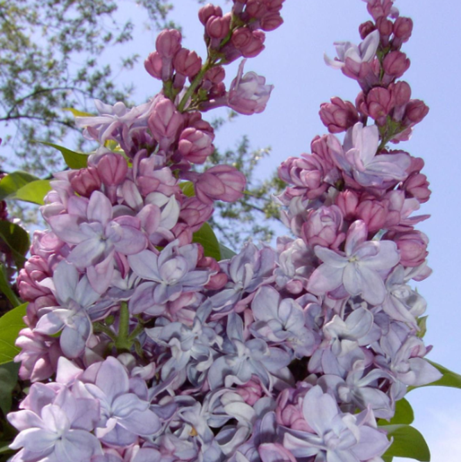 Liliac Syringa Vulgaris "Katherine Havemeyer"