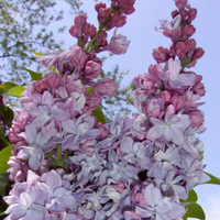 Liliac Syringa Vulgaris "Katherine Havemeyer"