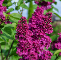Liliac Syringa Vulgaris ”Andenken and Ludvig Spaeth”