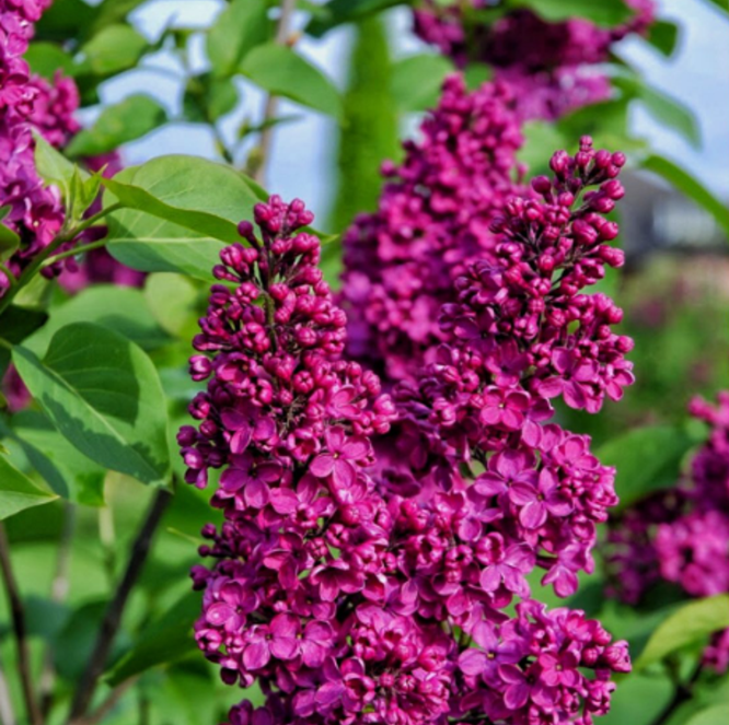 Liliac Syringa Vulgaris ”Andenken and Ludvig Spaeth”