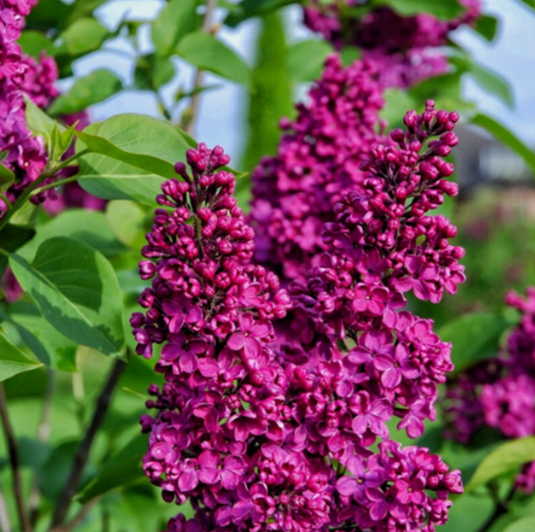 Liliac Syringa Vulgaris ”Andenken and Ludvig Spaeth”