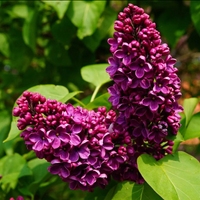 Liliac Syringa Vulgaris ”Andenken and Ludvig Spaeth”