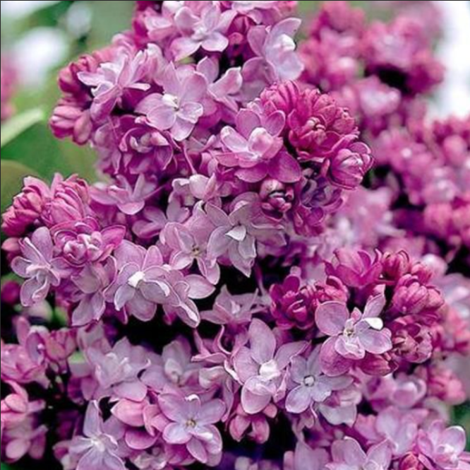 Liliac Syringa Vulgaris "Paul Thirion"