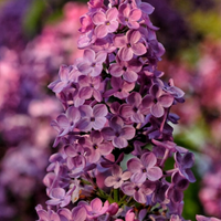 Liliac Syringa Vulgaris "Paul Thirion"