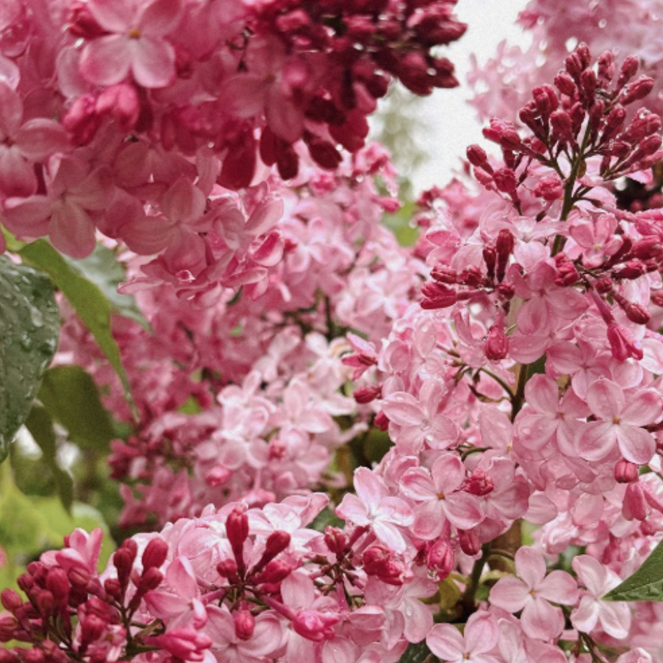 Liliac Syringa Vulgaris "Esther Staley"