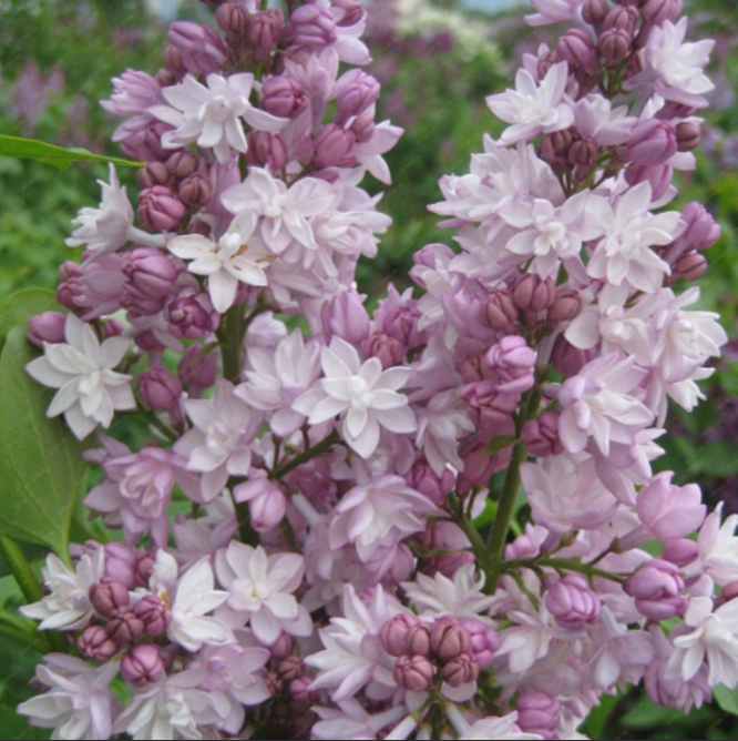 Liliac Syringa Vulgaris "Krasavica"