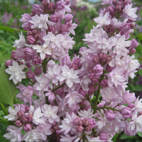 Liliac Syringa Vulgaris "Krasavica"