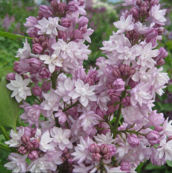 Liliac Syringa Vulgaris "Krasavica"