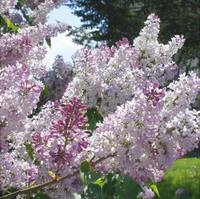 Liliac Syringa Vulgaris "Krasavica"