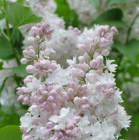 Liliac Syringa Vulgaris "Beauty of Moscow"