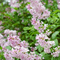 Liliac Syringa Vulgaris "Dwarf Korean"