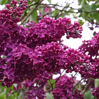 Liliac Syringa Vulgaris Roz Închis