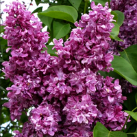 Liliac Syringa Vulgaris Roz Închis