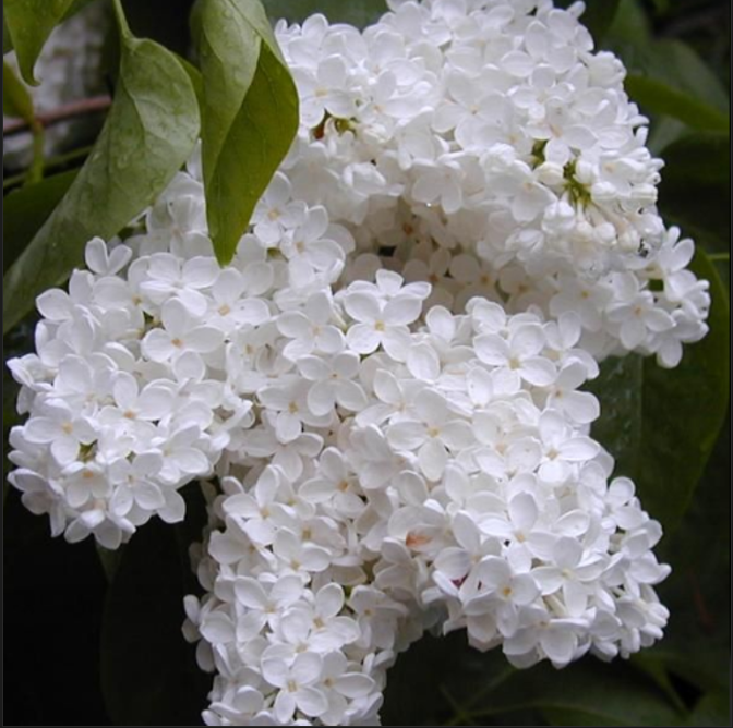 Liliac Syringa Vulgaris Alb