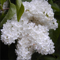 Liliac Syringa Vulgaris Alb