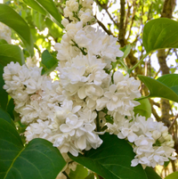 Liliac Syringa Vulgaris Alb