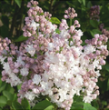 Liliac Syringa Vulgaris Alb-Roz