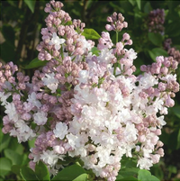 Liliac Syringa Vulgaris Alb-Roz