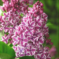 Liliac Syringa Vulgaris Roz Cu Alb Dublu