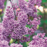 Liliac Syringa Vulgaris Roz Cu Alb Dublu