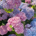 Hortensia Macrophylla "Pastel Core"