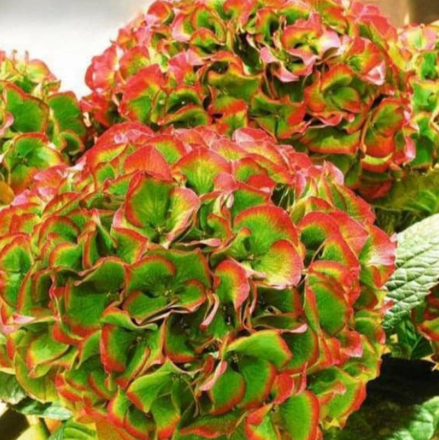 Hortensia Macrophylla "Green and Orange"