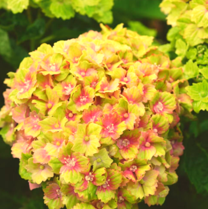 Hortensia Macrophylla "Green and Orange"