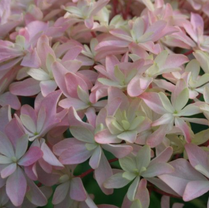 Hortensia Macrophylla "Pinkish Confession"