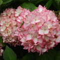 Hortensia Macrophylla "Pinkish Confession"