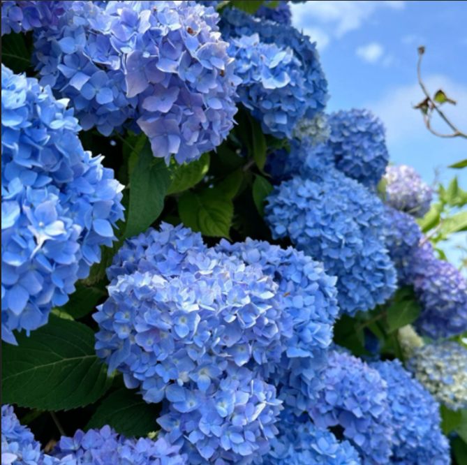 Hortensie Macrophylla "Saphire Glow"
