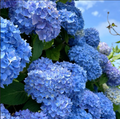 Hortensie Macrophylla "Saphire Glow"