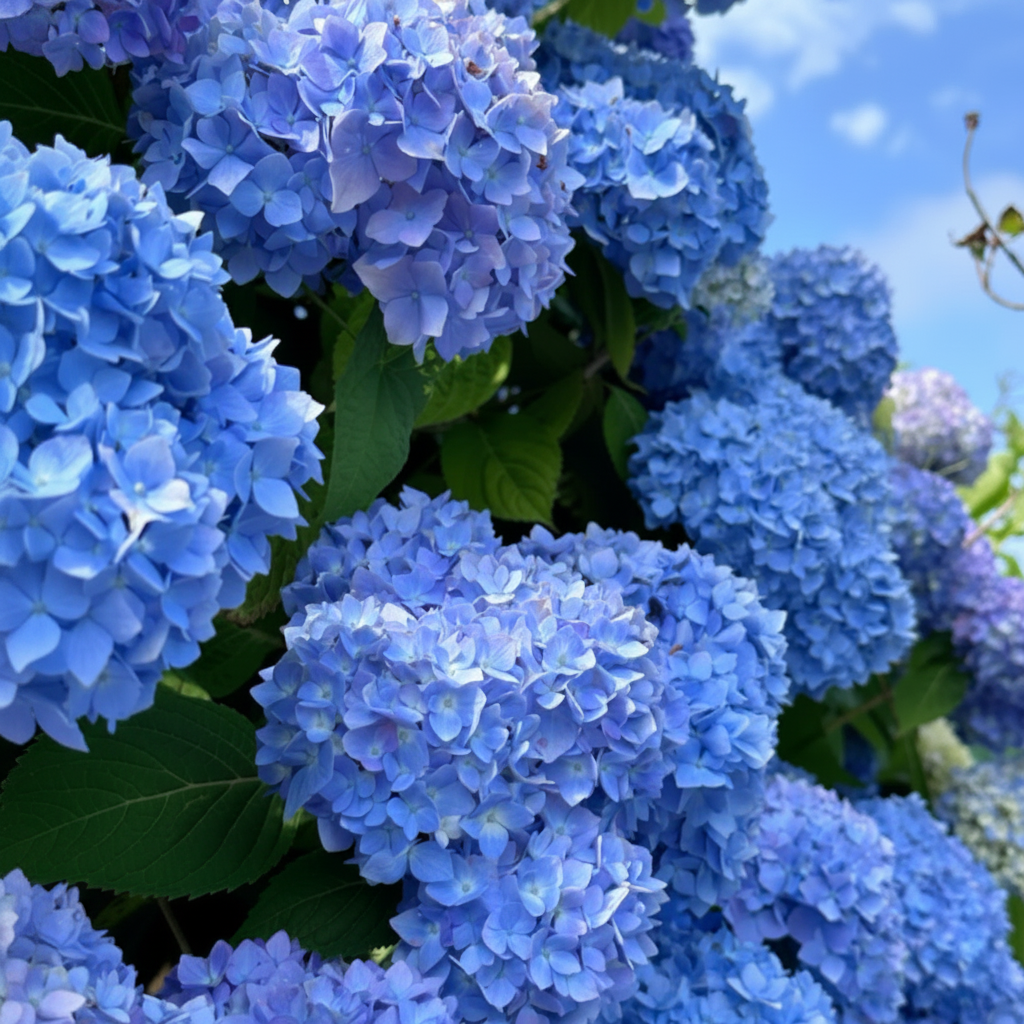 Hortensie Macrophylla "Saphire Glow"