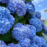 Hortensie Macrophylla "Saphire Glow"
