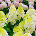 Hortensia Paniculata "Mundane Sun"