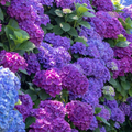 Hortensia Macrophylla "Lillac Breeze", la Ghiveci 10 L