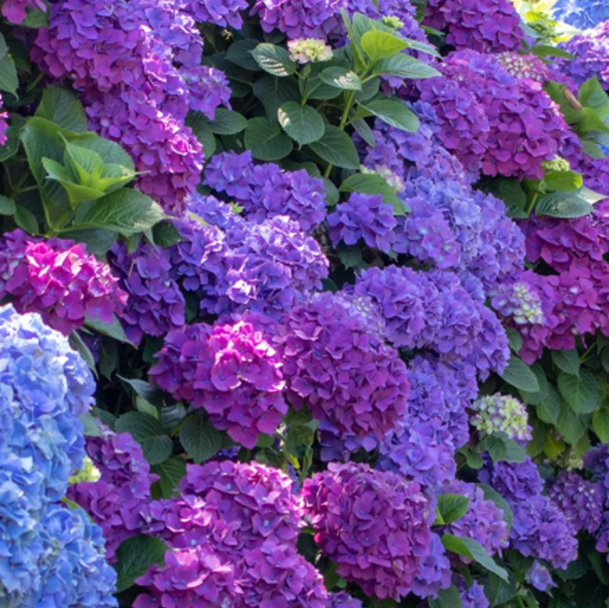 Hortensia Macrophylla "Lillac Breeze", la Ghiveci 10 L
