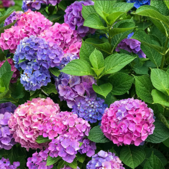Hortensia Macrophylla "Lillac Breeze", la Ghiveci 10 L
