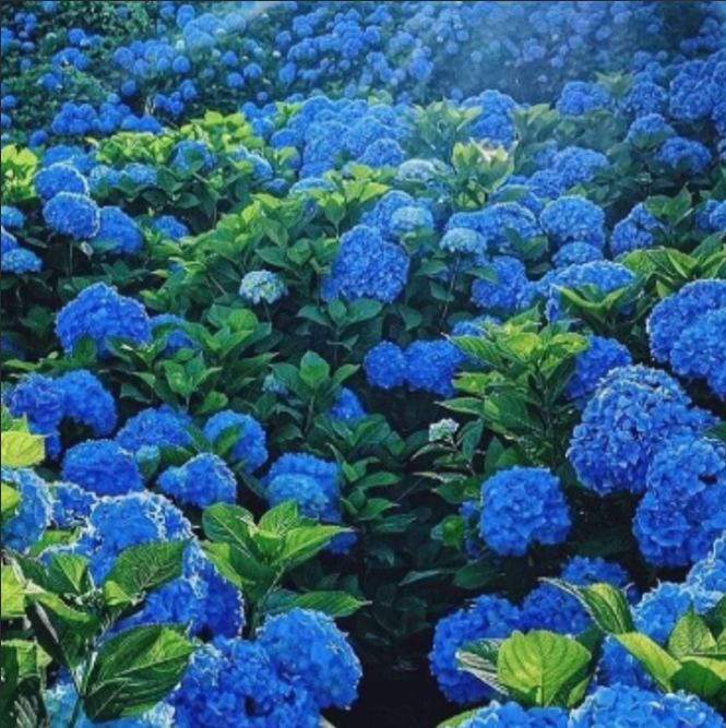 Hortensia Macrophylla "Hydrangea Blue", la Ghiveci de 10L