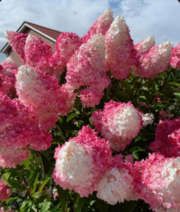 Hortensia Paniculata "Pink Lady"